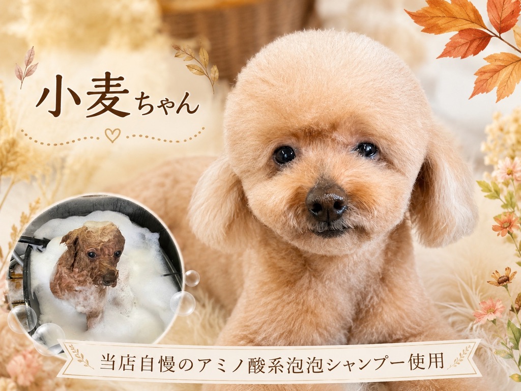 アミノ酸系泡シャンプーで仕上がった小麦ちゃん