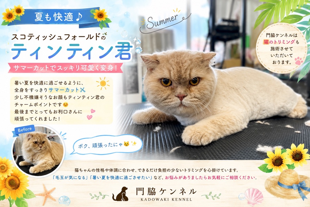 サマーカットしたスコティッシュフォールドのティンティン君