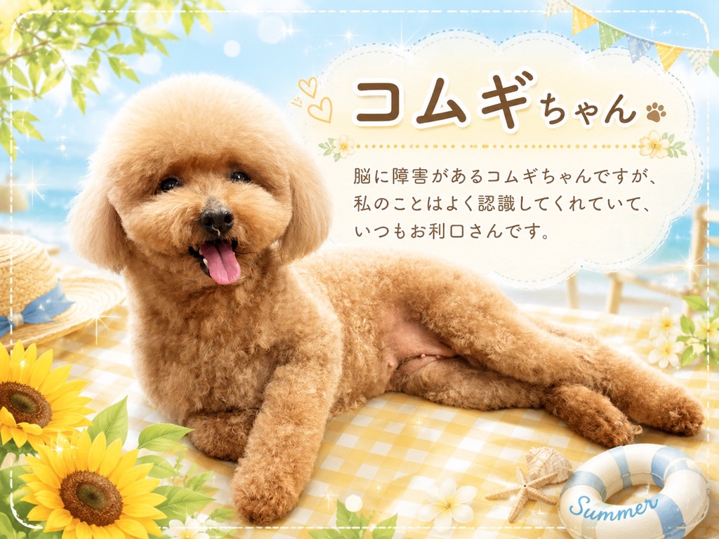 トイプードルのコムギちゃん